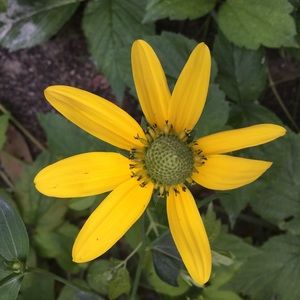 Meet your Posher, Joanne